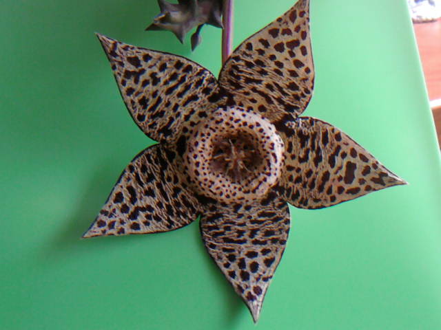 Name:  19 Orbea (Huernia) variegata.jpg
Views: 3052
Size:  58.0 KB