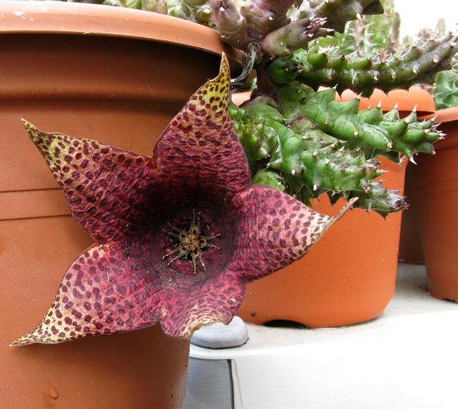 Name:  20 Tavaresia barcklyii X Orbea variegata.jpg
Views: 2950
Size:  65.0 KB