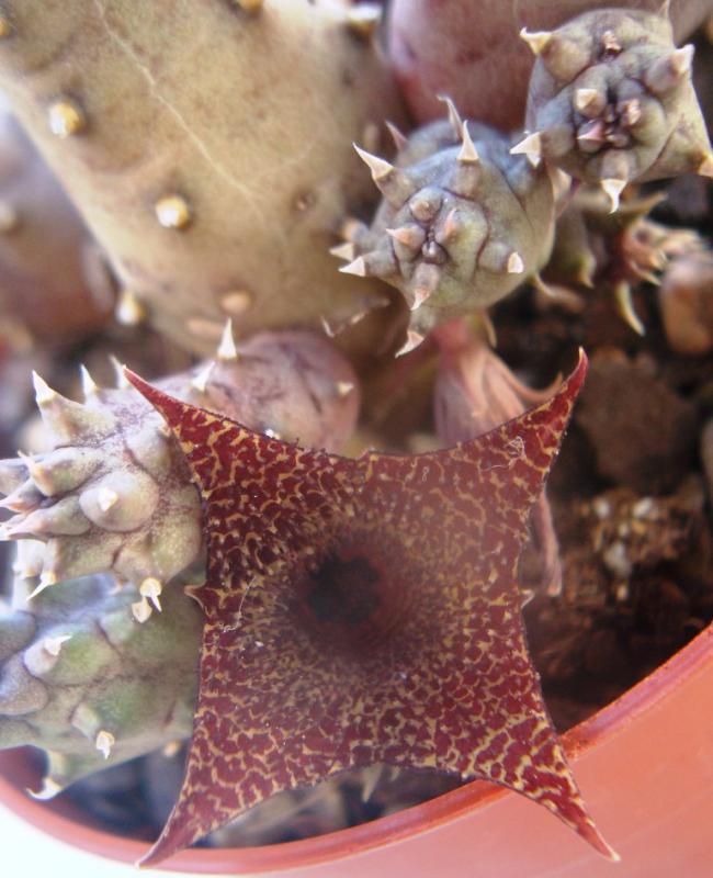Name:  21 Huernia longii ssp echinopsioides.jpg
Views: 2881
Size:  66.7 KB
