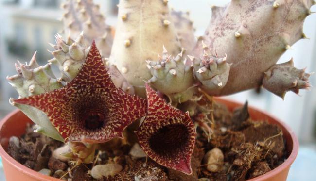 Name:  21Huernia longii ssp echinopsioides.jpg
Views: 2851
Size:  41.1 KB