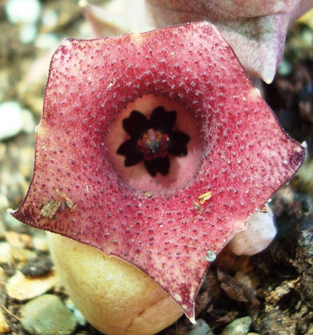 Name:  22 huernia macrocarpa lourdes.jpg
Views: 3336
Size:  71.7 KB