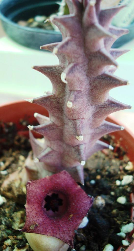 Name:  22huernia macrocarpa lourdes.jpg
Views: 3034
Size:  65.1 KB