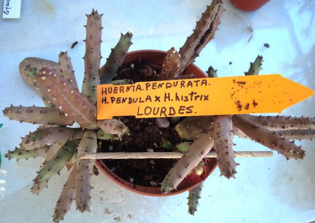 Name:  23 huernia pendurata. (h. pendula x h. histrix).jpg
Views: 3091
Size:  45.5 KB