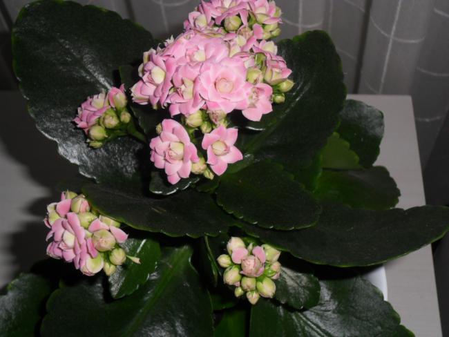 Name:  SAM_0474.jpg
Views: 2311
Size:  39.7 KB