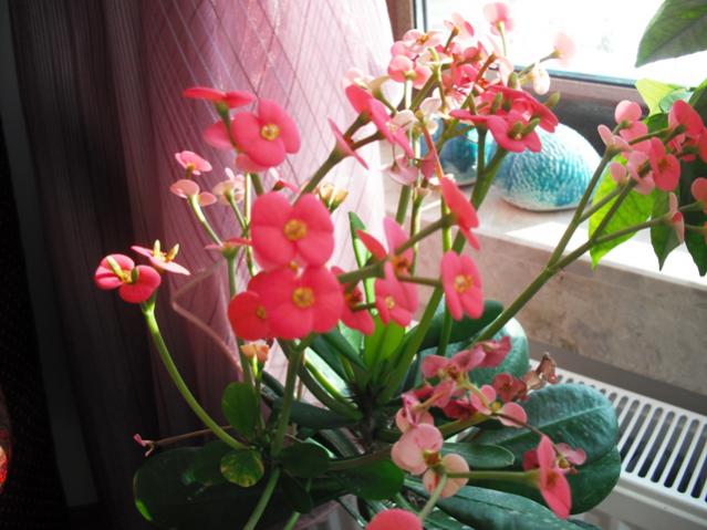 Name:  DSCF2026.jpg
Views: 2080
Size:  47.4 KB
