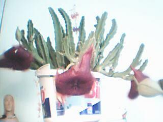 Name:  Resim 001.jpg
Views: 6739
Size:  11.7 KB
