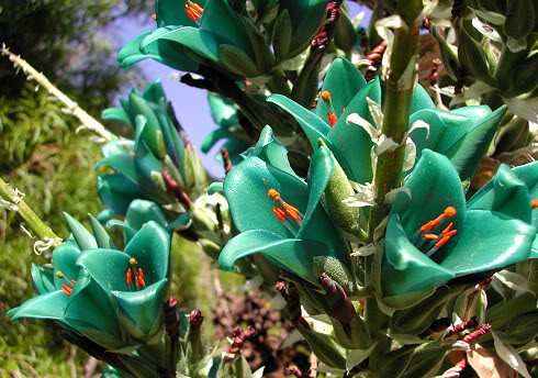 Name:  Puya2.jpg
Views: 4376
Size:  54.0 KB