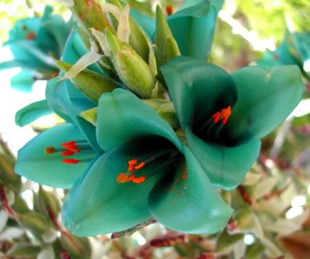 Name:  Puya_frontpage.jpg
Views: 3138
Size:  27.9 KB