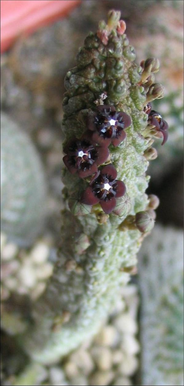 Name:  Anomalluma dodsonianus hybride.jpg
Views: 2636
Size:  73.3 KB