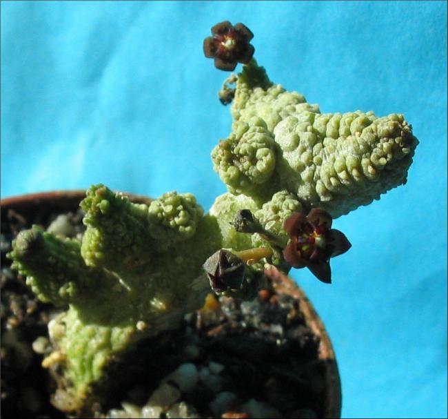 Name:  Anomalluma dodsonianus.jpg
Views: 2659
Size:  49.0 KB