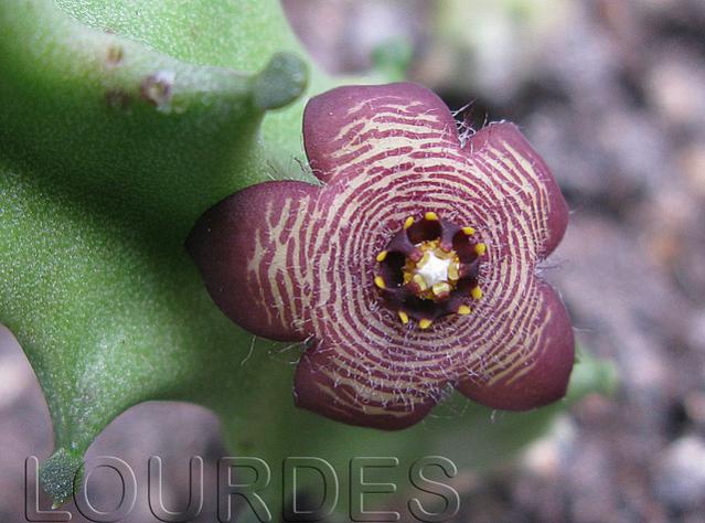 Name:  Aptherantes europea.jpg
Views: 2668
Size:  49.6 KB
