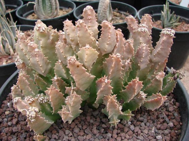Name:  C. crenulata Esta.jpg
Views: 2870
Size:  65.8 KB