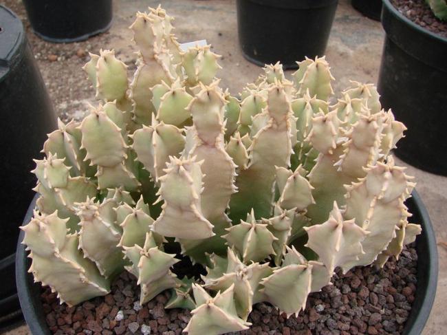 Name:  C. foetida.jpg
Views: 2571
Size:  54.1 KB
