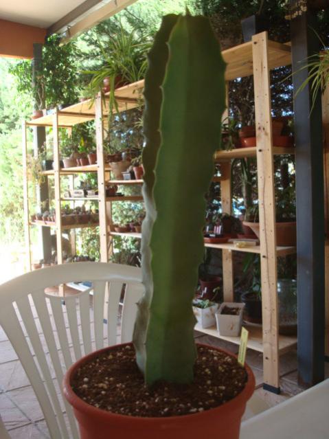 Name:  Carallauma acutngula.jpg
Views: 2558
Size:  49.1 KB