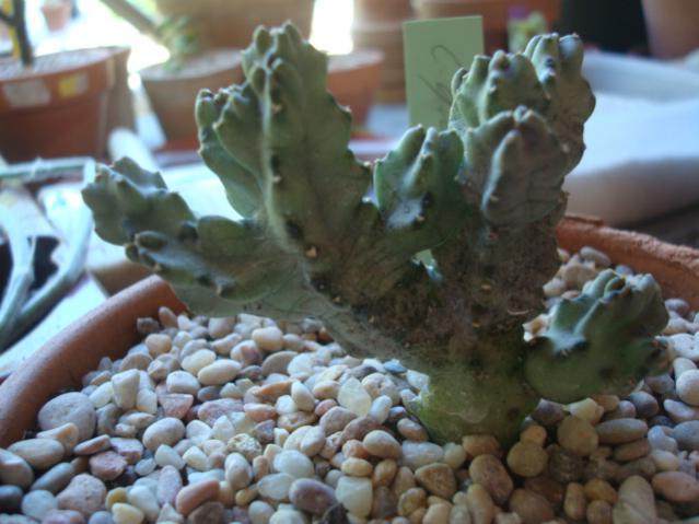 Name:  Carallauma cuadrangularis.jpg
Views: 2523
Size:  43.8 KB