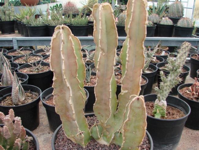 Name:  Caralluma  Hargeisa en Somalia.jpg
Views: 2565
Size:  62.8 KB