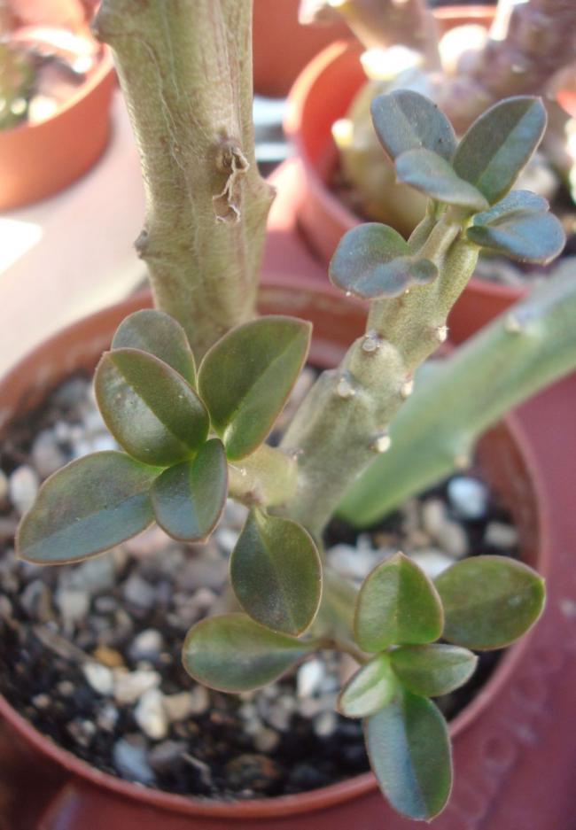 Name:  Caralluma (Frerea) indica dice jancorso.jpg
Views: 2232
Size:  61.0 KB