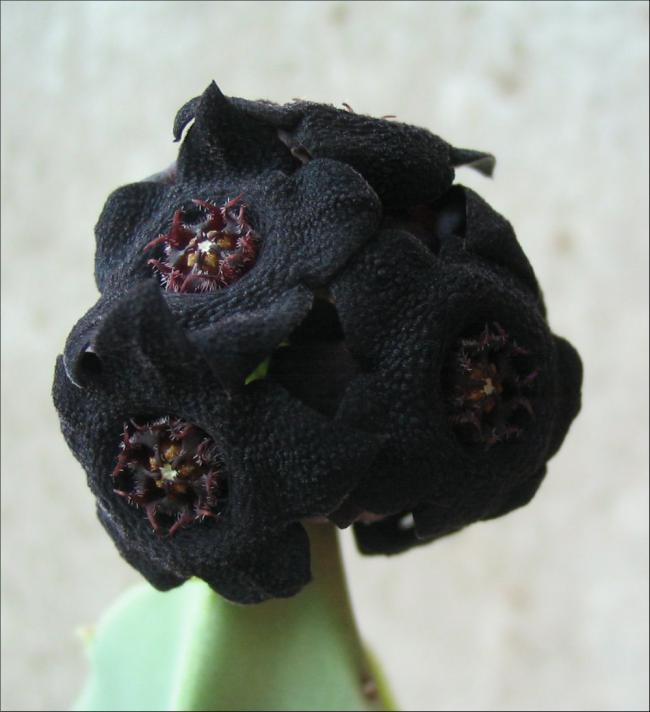 Name:  Caralluma acutangula 1.jpg
Views: 2618
Size:  42.2 KB