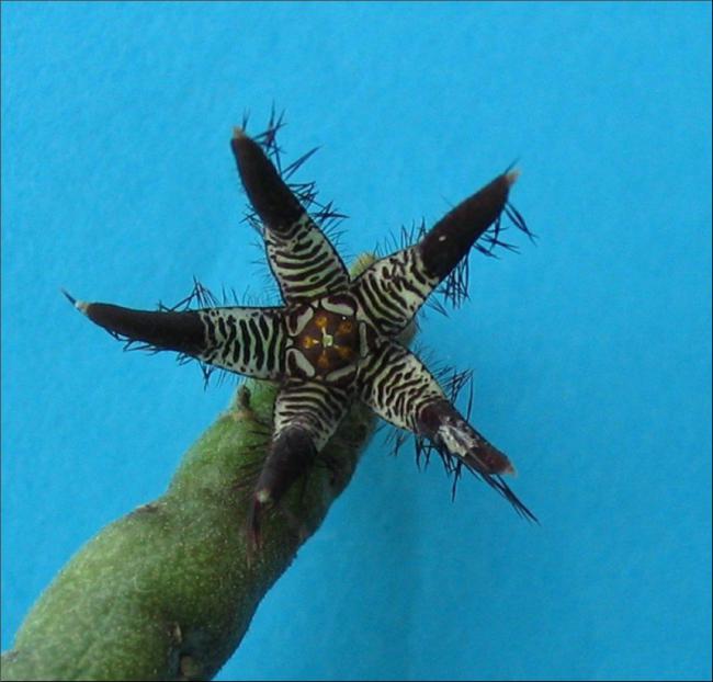 Name:  Caralluma adscendens v attenuata jpg.jpg
Views: 2916
Size:  44.1 KB