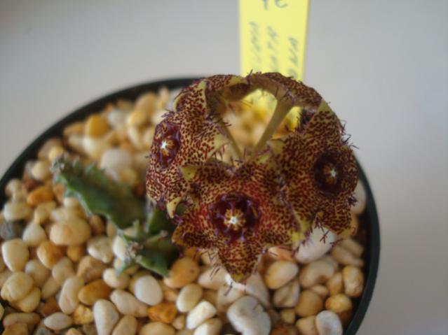 Name:  Caralluma b crenulata x hexagona..jpg
Views: 2595
Size:  33.7 KB