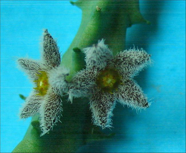 Name:  Caralluma buchardii 1.jpg
Views: 2516
Size:  57.5 KB