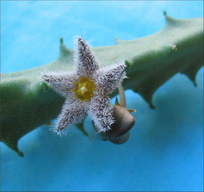 Name:  Caralluma buchardii.jpg
Views: 2592
Size:  38.6 KB