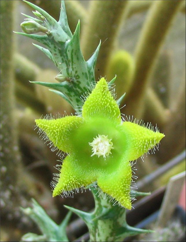 Name:  Caralluma circes serait idem Orbea dummeri.jpg
Views: 2908
Size:  70.0 KB