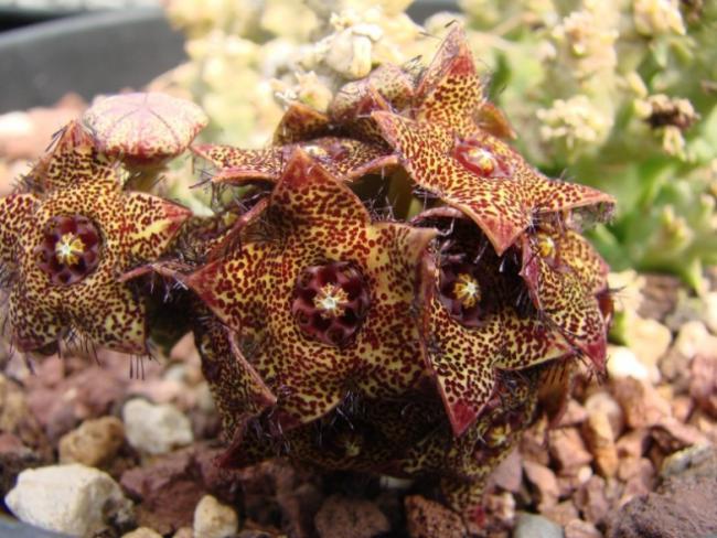 Name:  Caralluma crenulata x hexagona.jpg
Views: 2975
Size:  60.8 KB