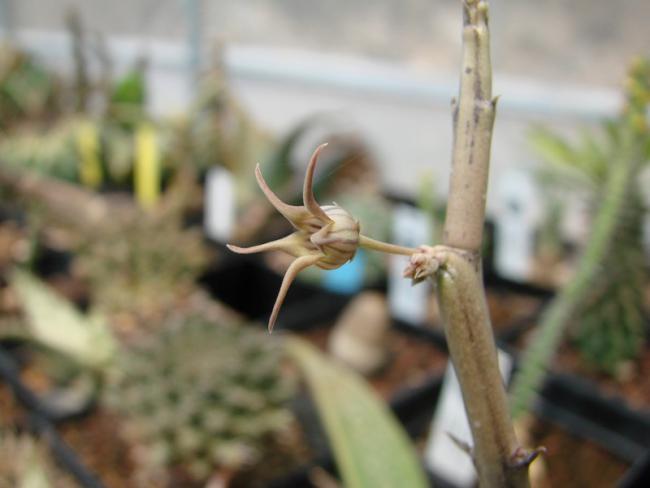 Name:  Caralluma edulis Esta procede de Somalia.jpg
Views: 2771
Size:  28.0 KB
