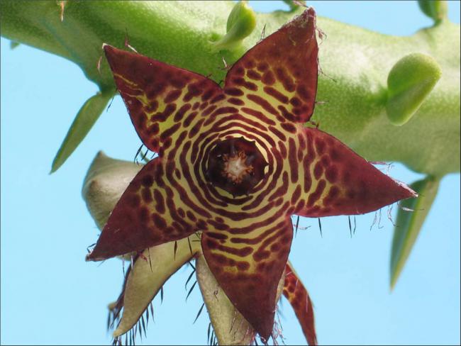 Name:  Caralluma europea x Frerea indica.jpg
Views: 2797
Size:  44.6 KB