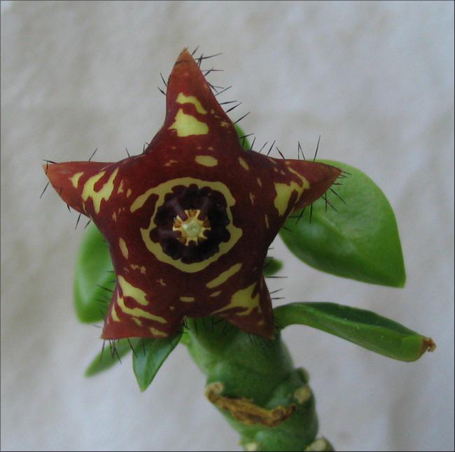 Name:  Caralluma frerei indica.jpg
Views: 2616
Size:  38.5 KB
