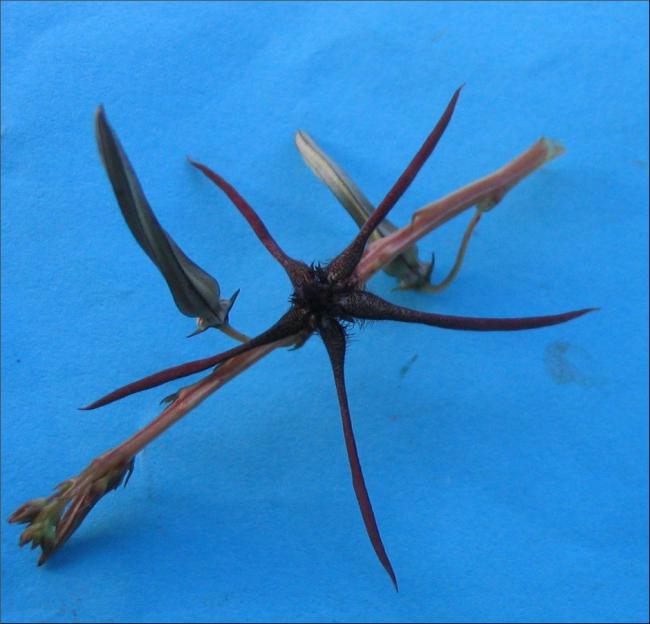 Name:  Caralluma gracilipes .jpg
Views: 2602
Size:  41.6 KB