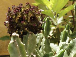 Name:  Caralluma greenbergiana.jpg
Views: 2414
Size:  15.1 KB