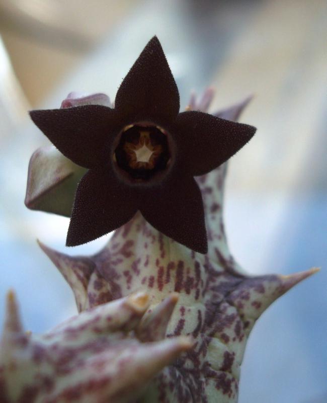 Name:  Caralluma hesperidum  Orbea decaisneana.jpg
Views: 2757
Size:  40.2 KB