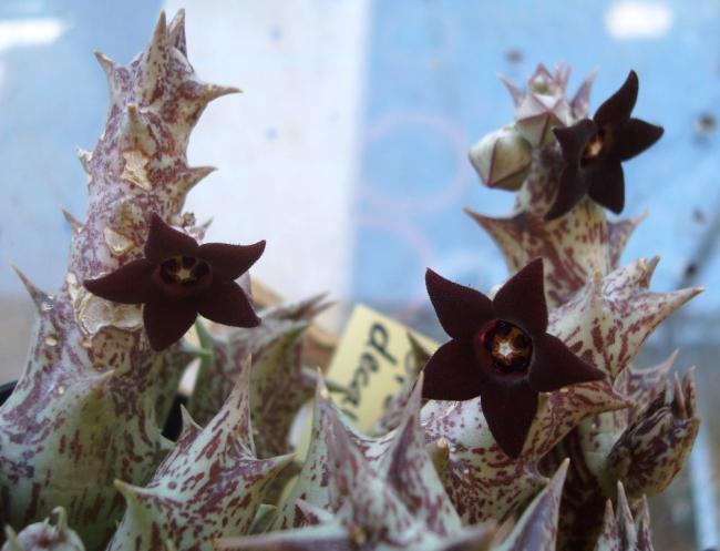 Name:  Caralluma hesperidum = Orbea decaisneana (2).jpg
Views: 2611
Size:  41.3 KB