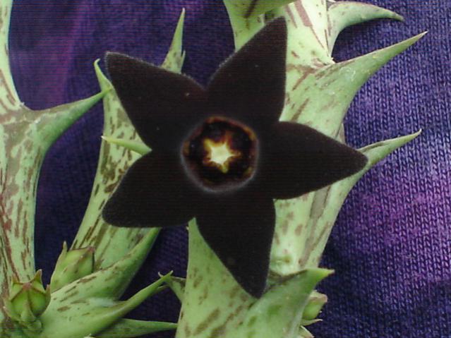 Name:  Caralluma hesperidum = Orbea decaisneana.jpg
Views: 2393
Size:  48.8 KB