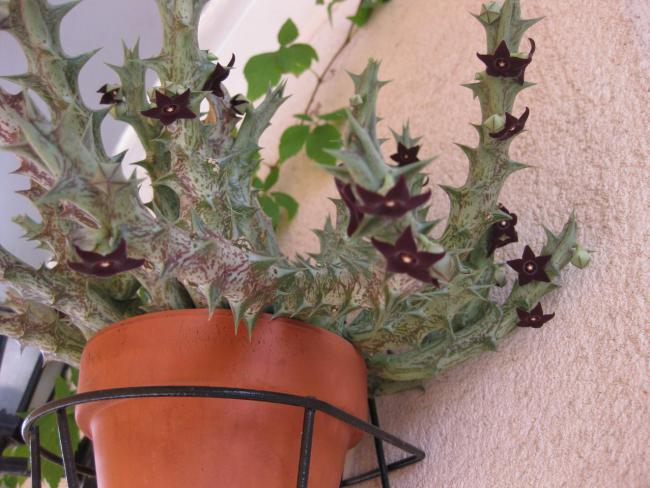 Name:  Caralluma hesperidum = Orbea decaisneana0.jpg
Views: 2773
Size:  53.0 KB