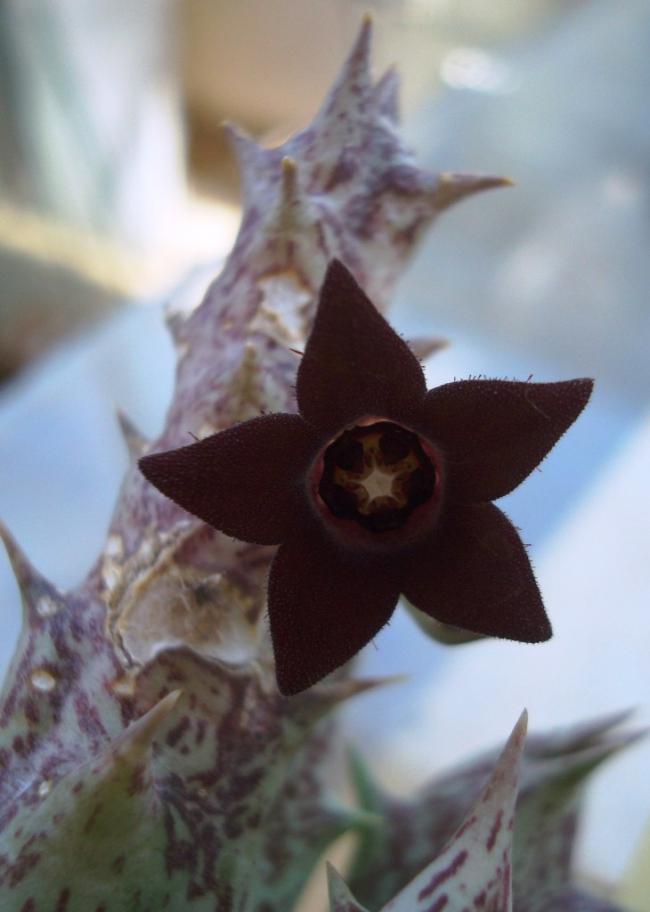 Name:  Caralluma hesperidum = Orbea decaisneana1.jpg
Views: 2561
Size:  45.0 KB