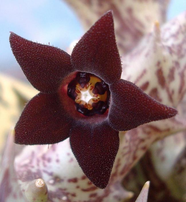 Name:  Caralluma hesperidum Orbea decaisneana.jpg
Views: 2631
Size:  54.7 KB