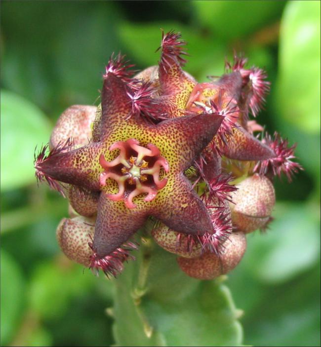 Name:  Caralluma hexagona 1.jpg
Views: 2716
Size:  59.9 KB