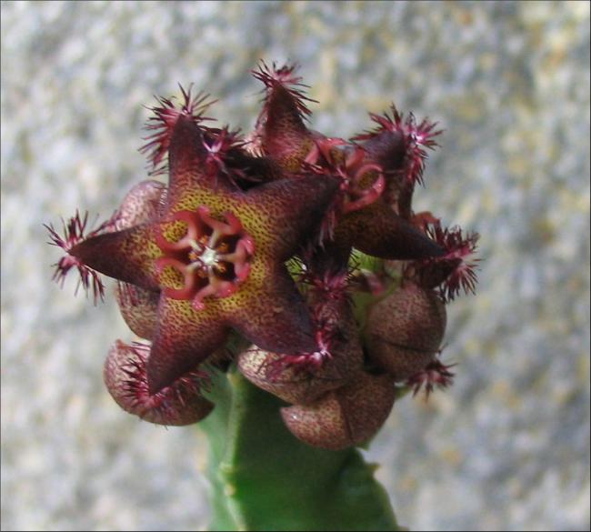 Name:  Caralluma hexagona.jpg
Views: 2739
Size:  46.3 KB