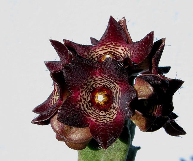 Name:  Caralluma joannis.jpg
Views: 2763
Size:  48.6 KB