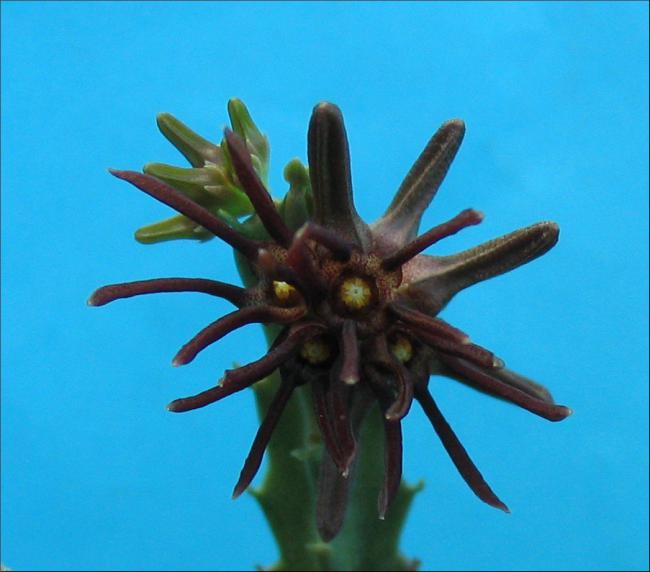 Name:  Caralluma munbyana.jpg
Views: 2440
Size:  37.4 KB