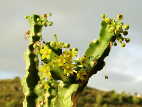 Name:  Caralluma penicillata.jpg
Views: 2773
Size:  23.2 KB