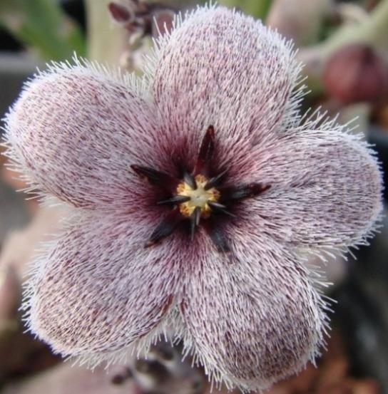 Name:  Caralluma solenophora.jpg
Views: 2493
Size:  56.6 KB