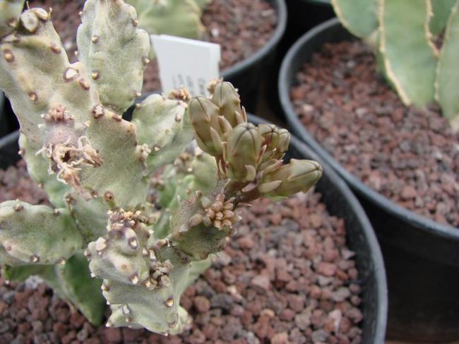 Name:  Caralluma solenophora0.jpg
Views: 2345
Size:  47.3 KB