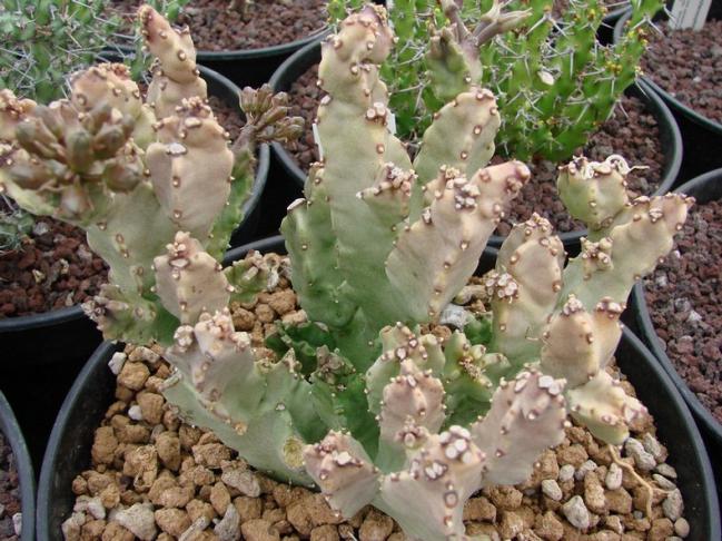 Name:  Caralluma solenophora1.jpg
Views: 2180
Size:  70.1 KB