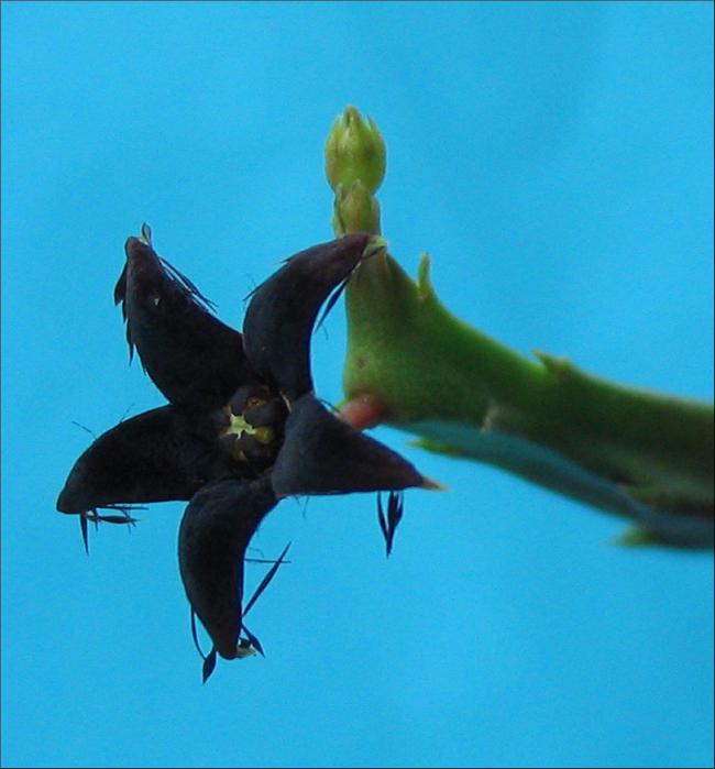 Name:  Caralluma stalagmifera.jpg
Views: 1964
Size:  40.3 KB