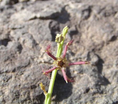 Name:  Caralluma subulata, RH 897.jpg
Views: 1941
Size:  31.1 KB