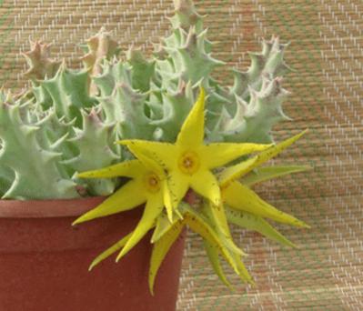 Name:  Caraluma lutea.jpg
Views: 1973
Size:  24.4 KB